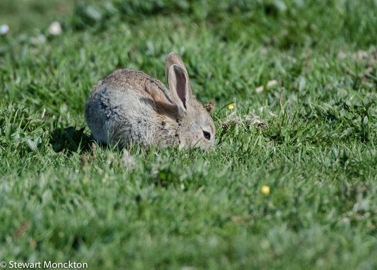 Paying Ready Attention Photo Gallery Rabbit!