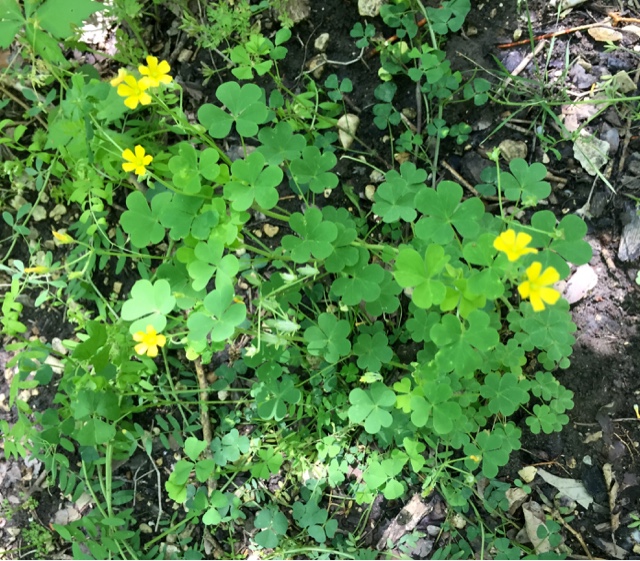 The Foraged Foo Identifying And Foraging Common Wood Sorrel A Identifying And Foraging Common Wood Sorrel A Edible Weed Often Mistaken For Clover Or Shamrock Perfect Beginners