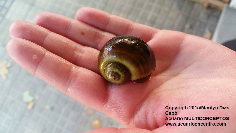 Peces tropicales de agua dulce. Biodiversidad