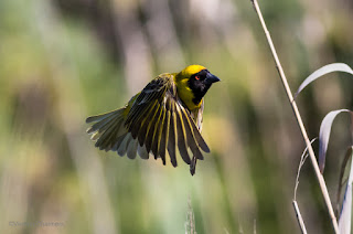 Birds in Flight Photography with Canon EOS 6D - Woodbridge Island Cape town Birds in Flight Photography with Canon EOS 6D - Woodbridge Island Cape town