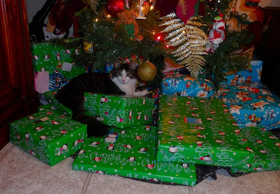 Anakin The Two Legged Cat & The Christmas Presents