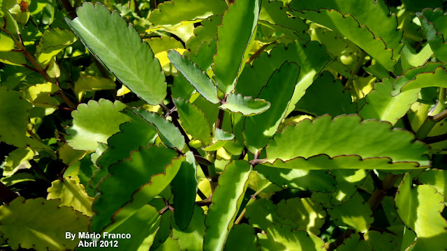 Meu Cantinho Verde: FOLHA-DA-FORTUNA - ( Kalanchoe pinnata (Lam.) Pers )