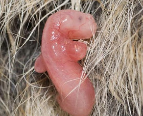 animals_in_utero_05