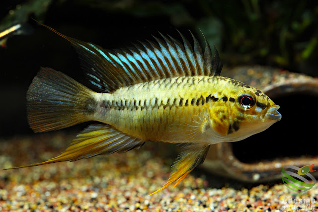 Apistogramma sp. pacman / sp. D12