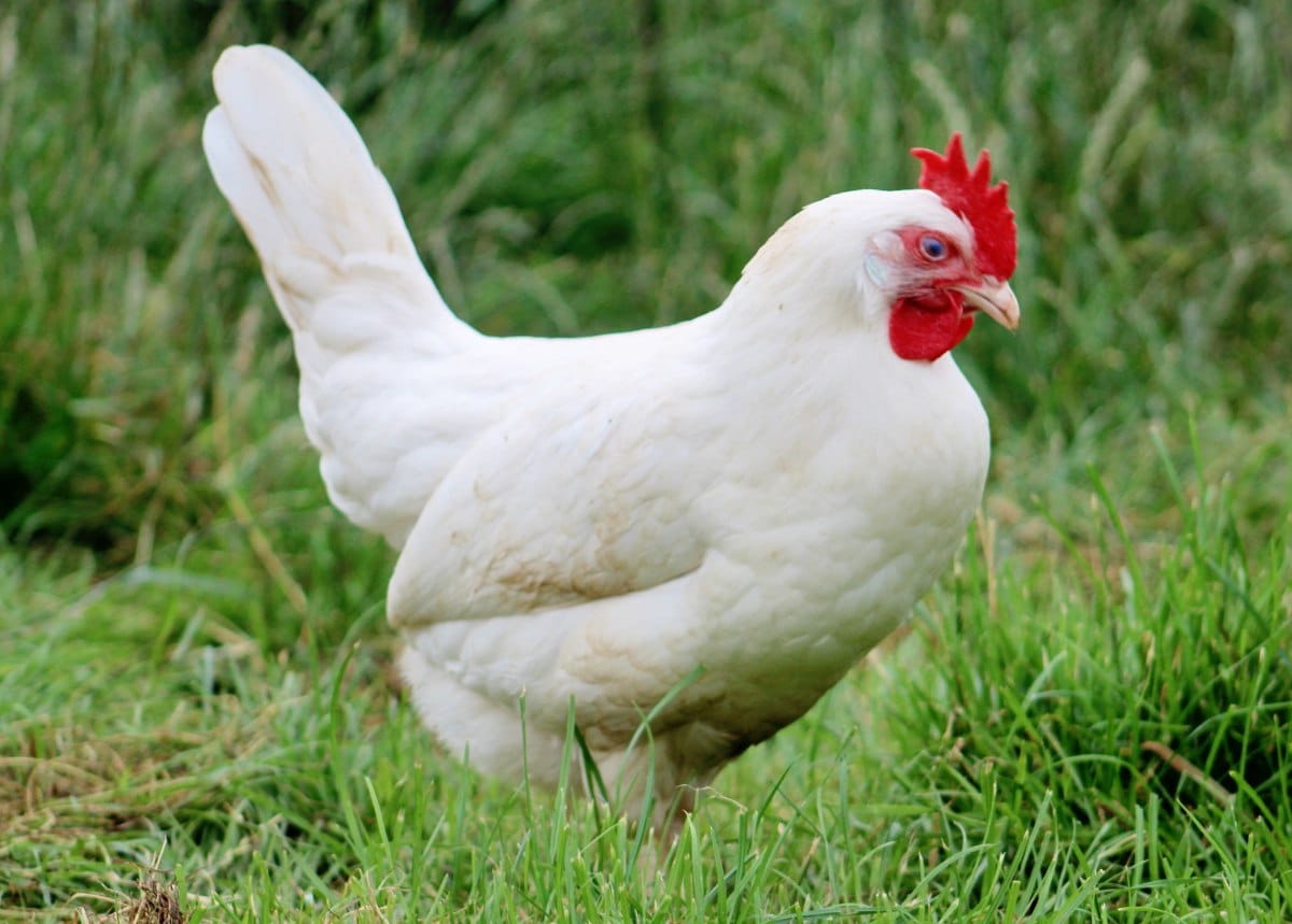 Gallinas wallpapers