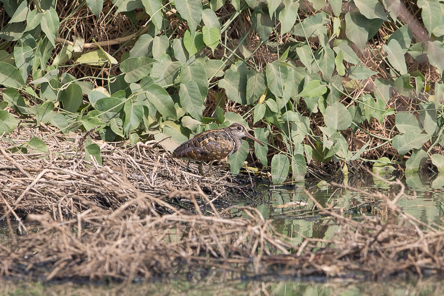 Greater Painted Snipe - male