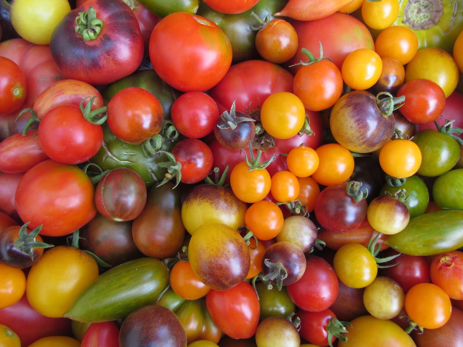 Tree and Twig Farm Blog Heirloom Tomato Varieties for AdvanceOrders