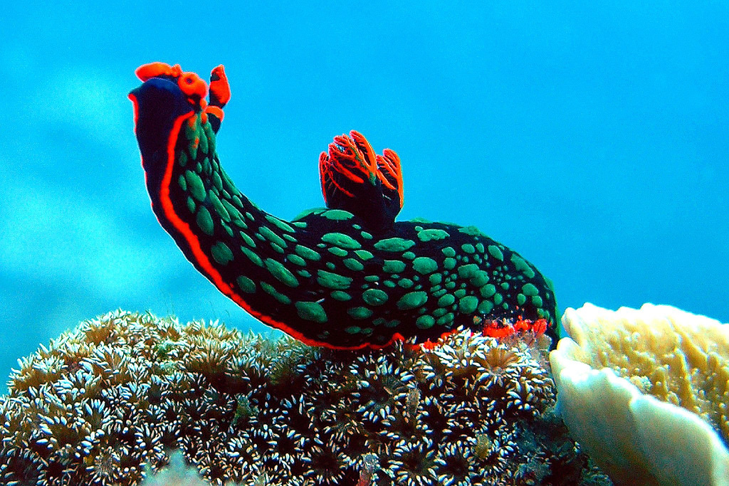 getStunned World’s Top 10 Most Amazing Sea Slugs