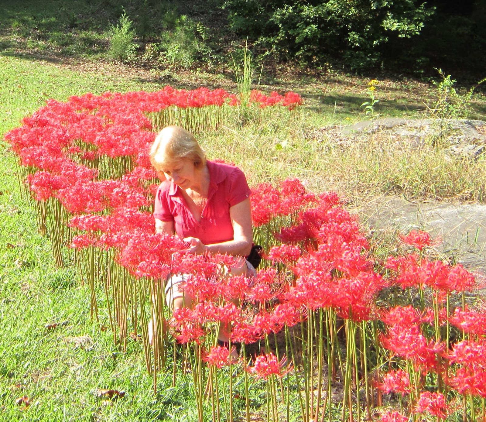 Marlborobulb: Lycoris