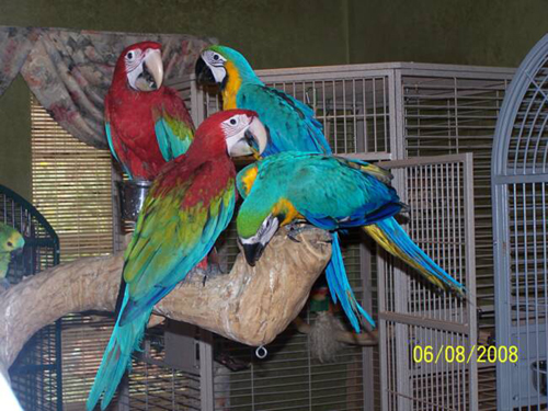 Super Kicau Mania Harga Scarlet Macaw Terbaru 2019