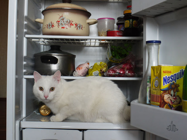 White cat in refrigerator.