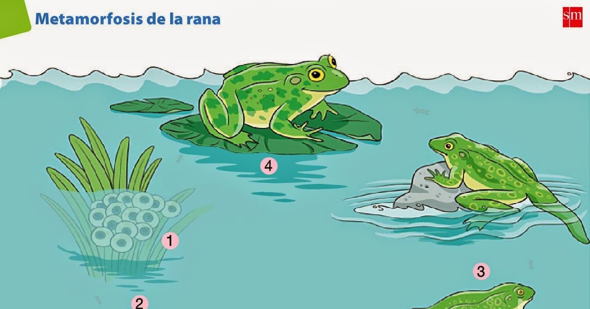 PRIMEROMONSALUD La metamorfosis de la rana