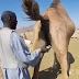 Imam on TV says camel urine is one of Allah's most healthy creations