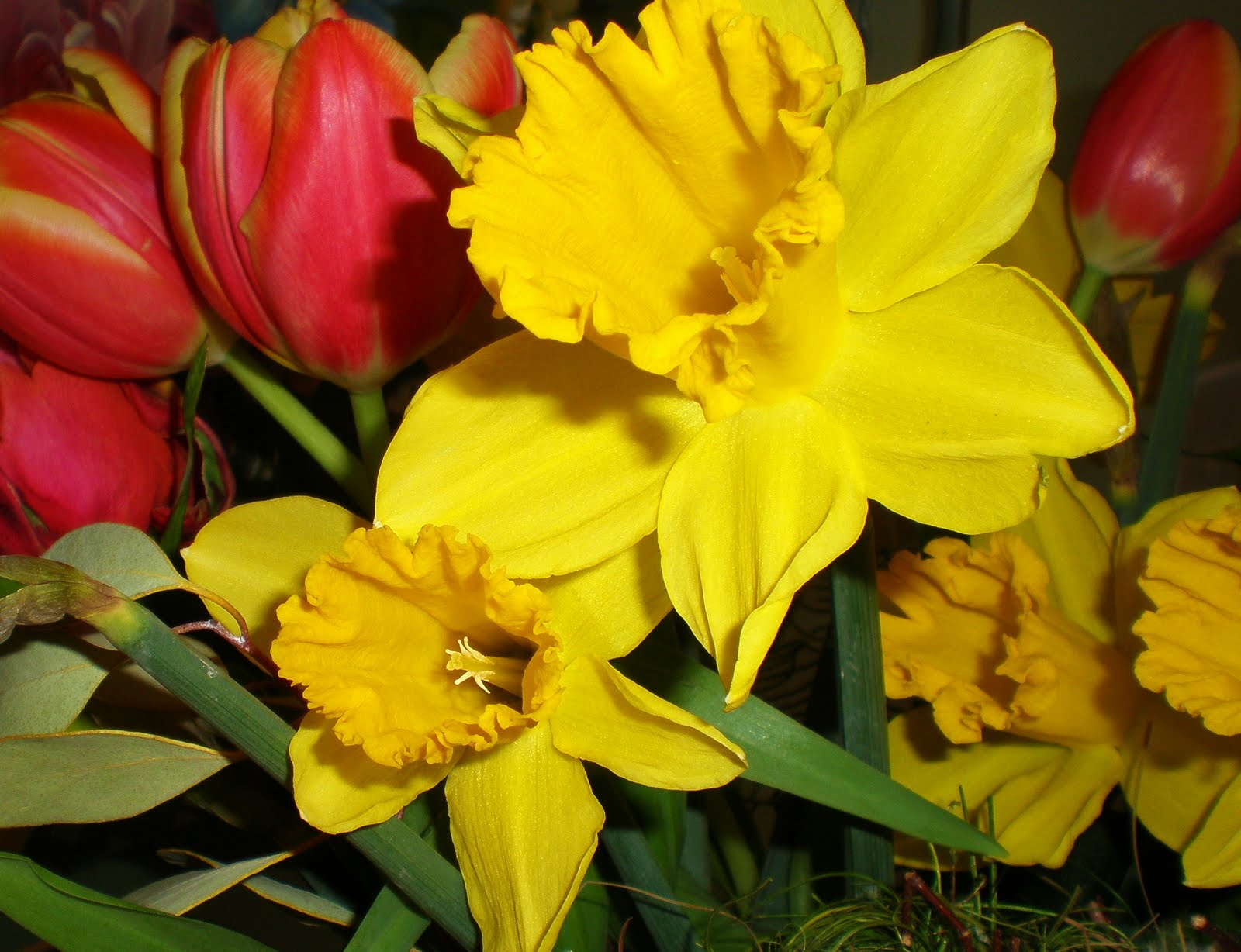 Нарцисс осенью. Нарцисс и тюльпан осенью. Осенний Нарцисс. Tulips and Daffodils. Нарцисс удобрение.