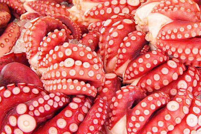 common octopuses