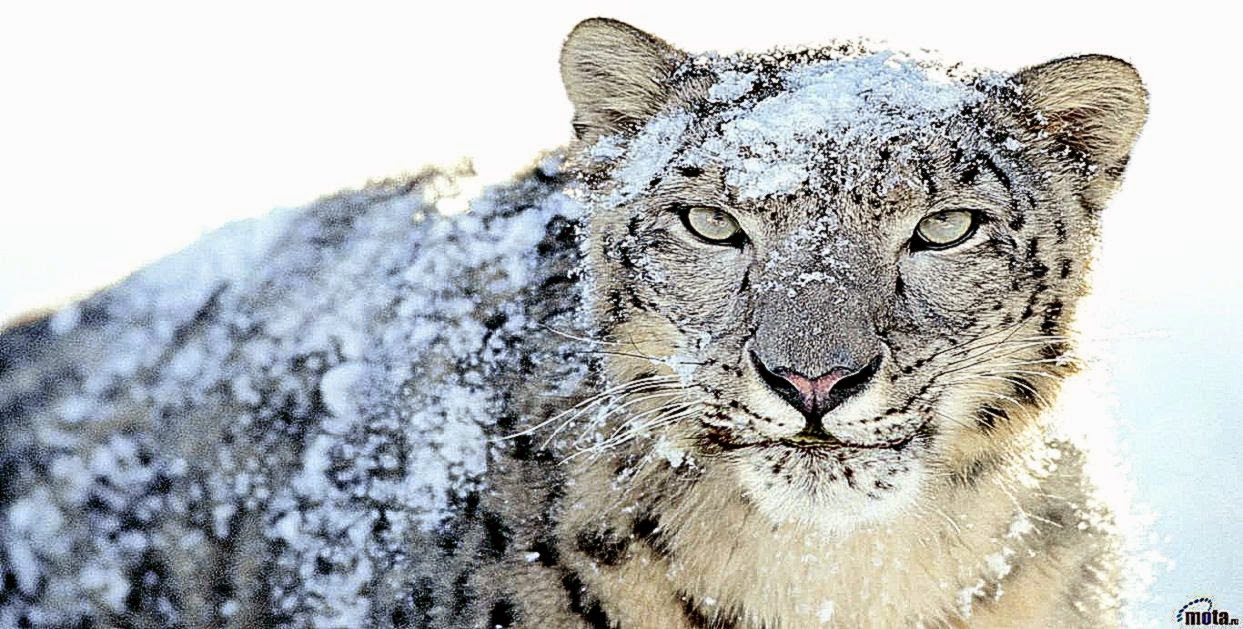 Snow Leopard HD Wallpapers  HD Wallpapers OS