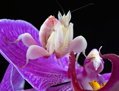 Orchid Mantis, Hymenopus Coronatu
