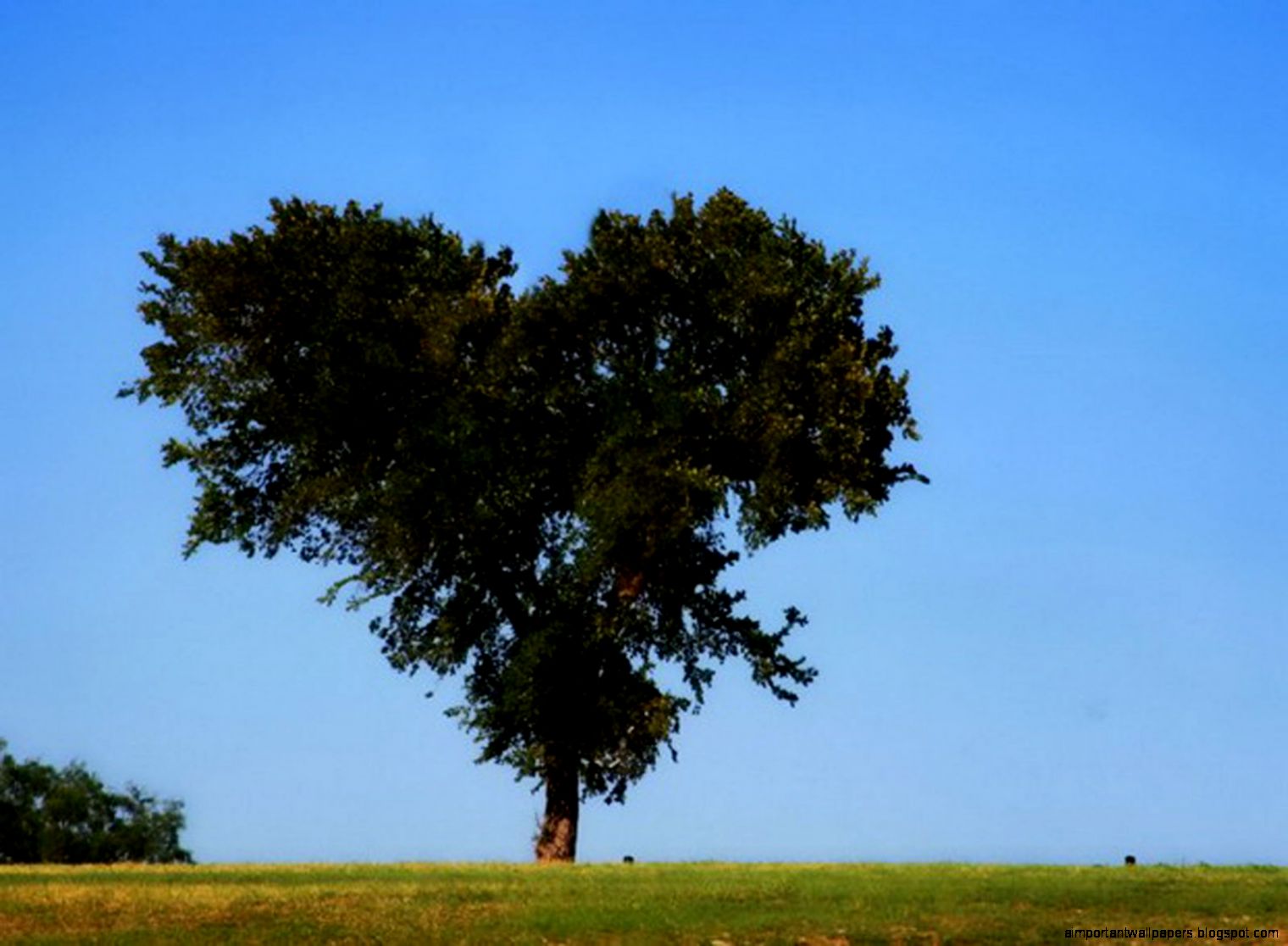 Love Nature