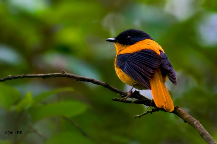 Bird of the Day: Black and Orange Flycatcher