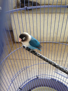 Jual Beli Burung Kicau Lampung