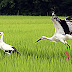 ラブラブなコウノトリ!