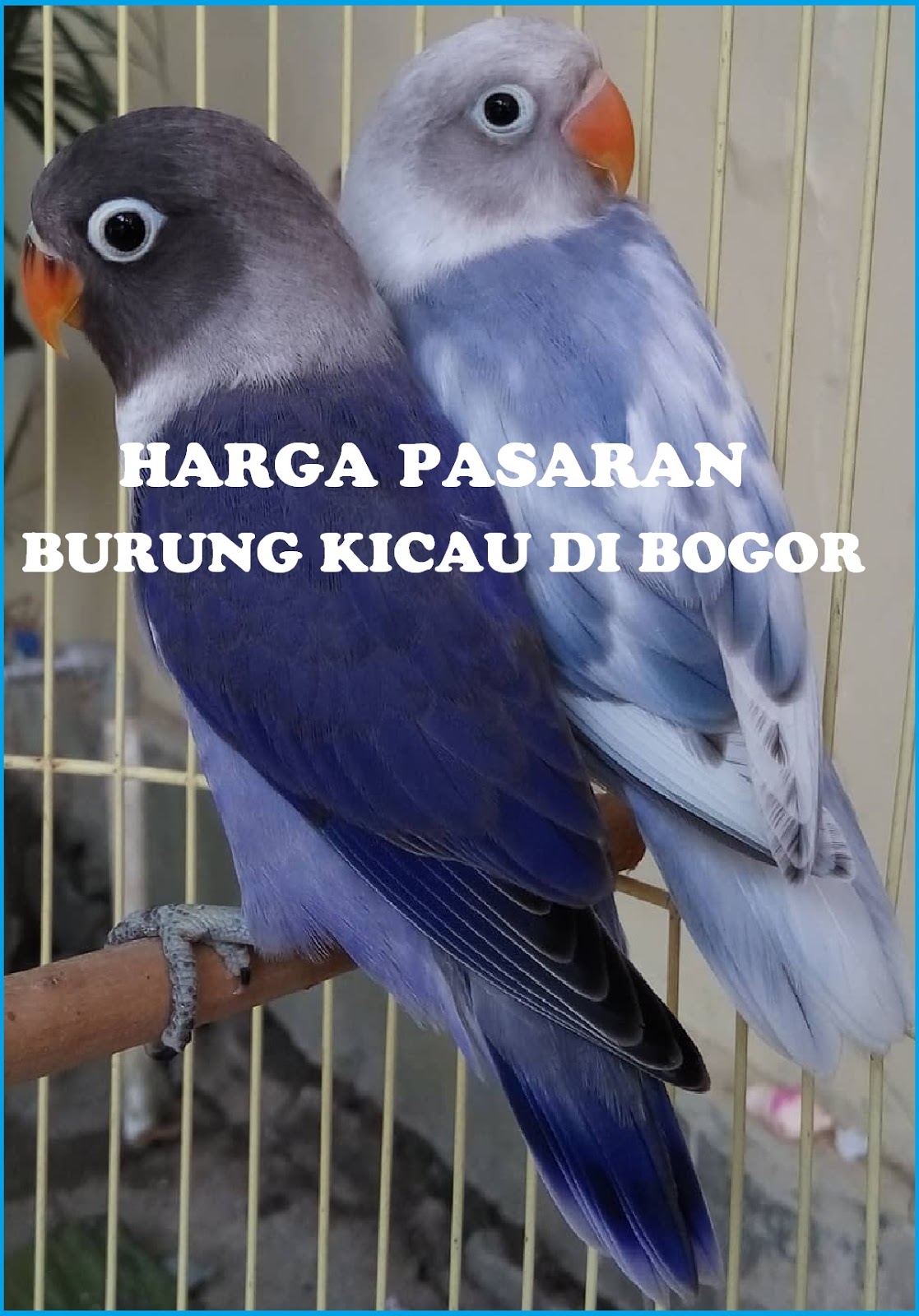 Daftar Harga Burung Kicau Terbaru Kota Bogor 2018 2019 Pakan