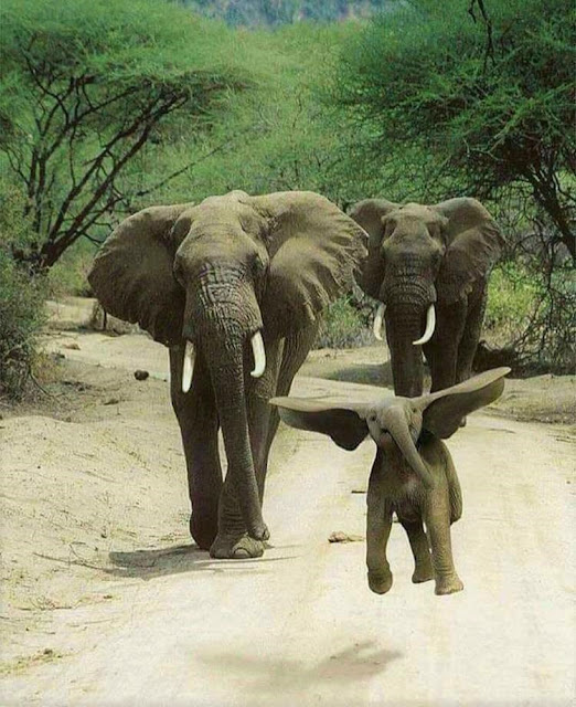 Happy Young Elephant