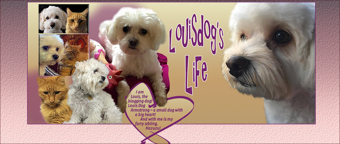 Louisdog's Life