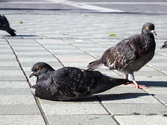 鳩,鳥,新宿駅東口〈著作権フリー無料画像〉Free Stock Photos 