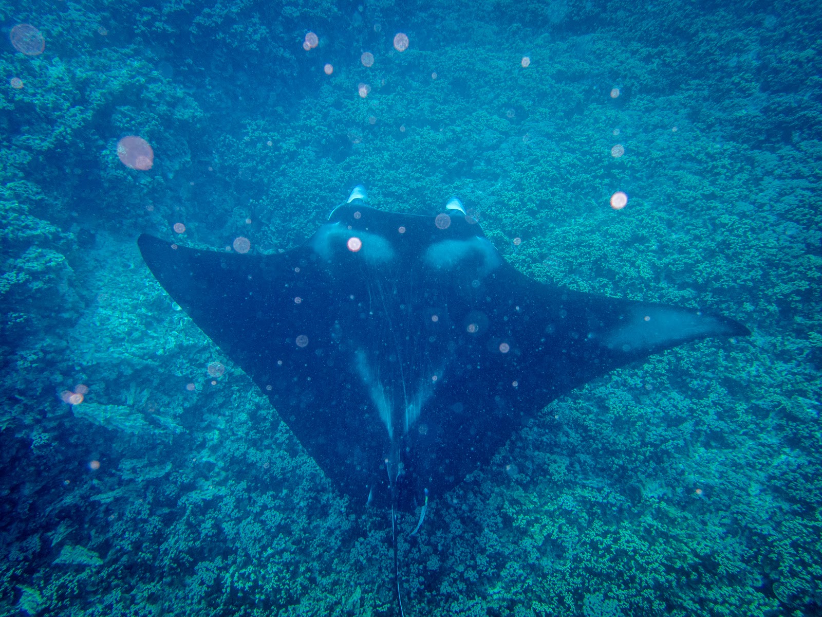 Tahiti Bora Bora｜Pure Snorkeling @Aquarium Snorkeling Location. Manta ray