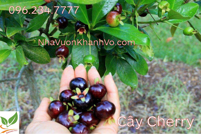 Cherry Brazil, trái giàu vitamin C bật nhât. Cay-cherry-khanh-vo-6