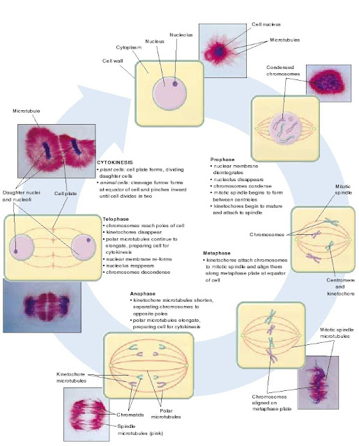 siklus sel, mitosis, sitokinesis, Profase, metaphase, anafase dan telorfase
