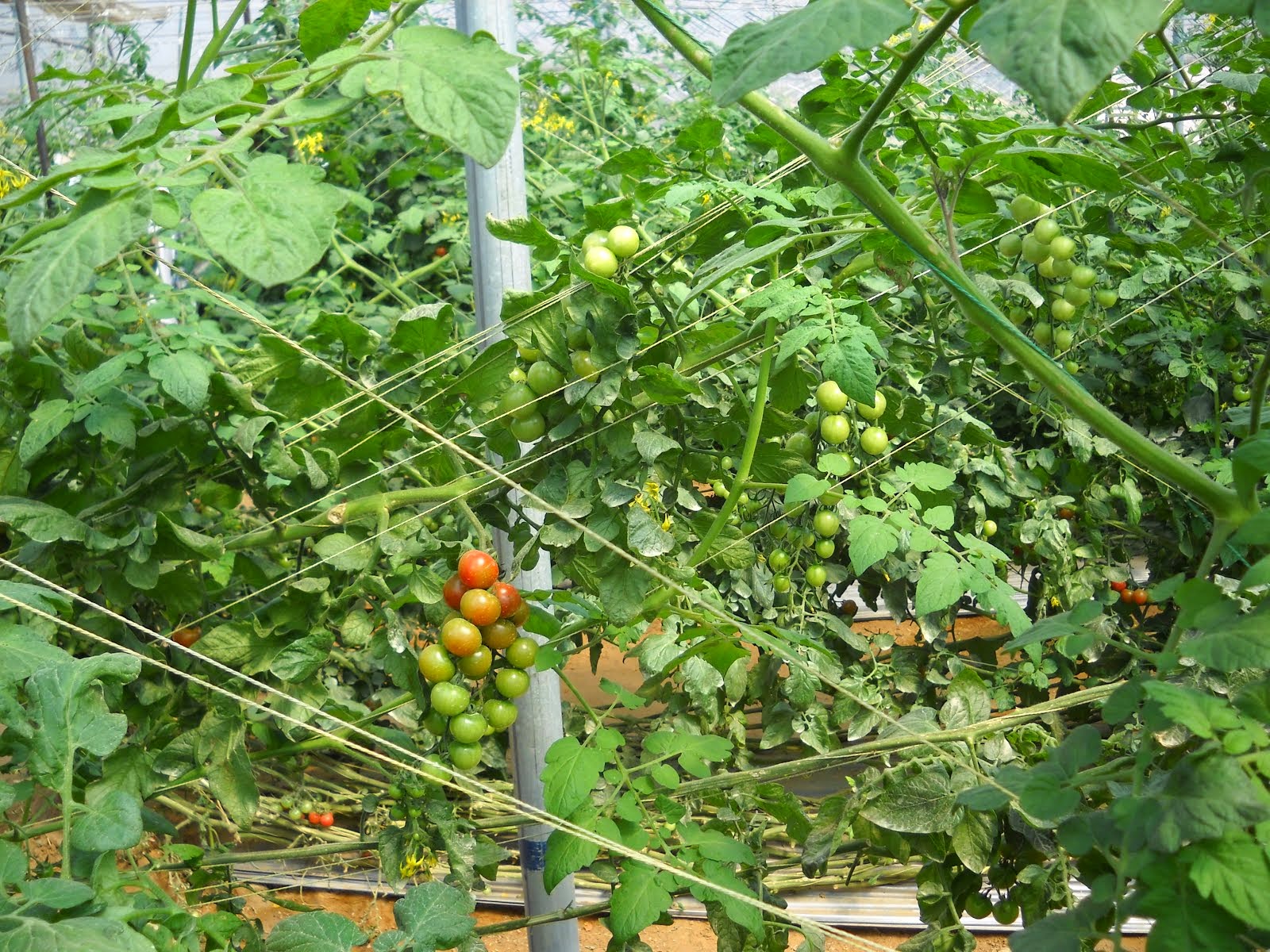 FILED BY GREEN HOUSE CHERE TOMATO