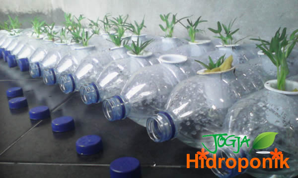 Kreasi Aqua  Botol  Bekas Untuk Tanaman Hidroponik  Jogja 