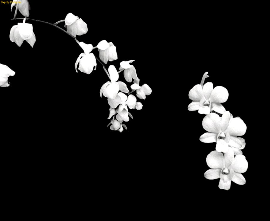 Flower Black And White Background
