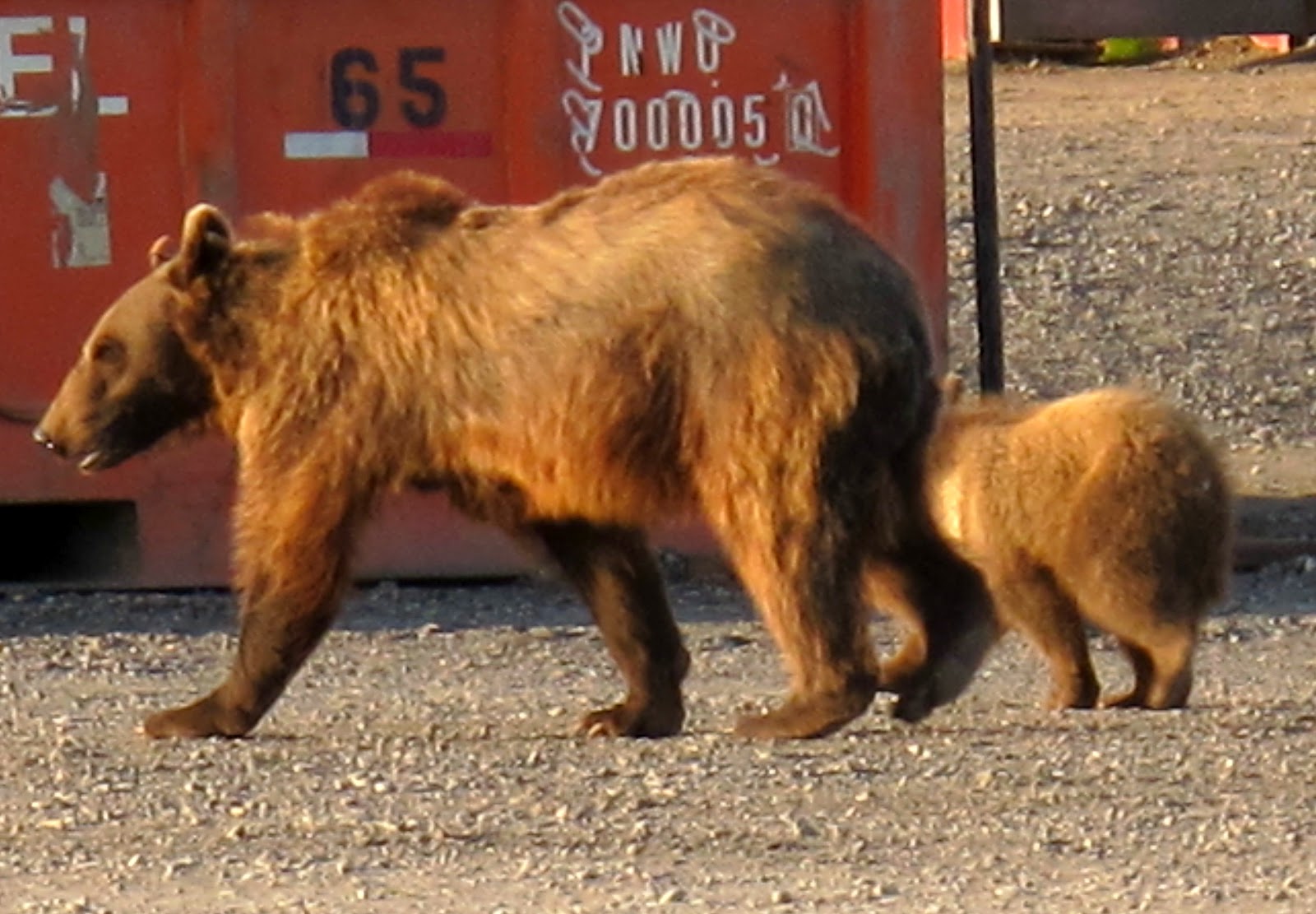 Tundra Rat Travel Prudhoe Bay, Alaska