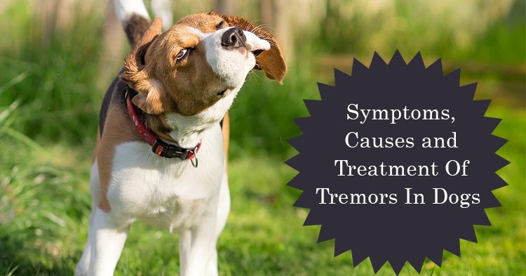 gabapentin tremors in dogs