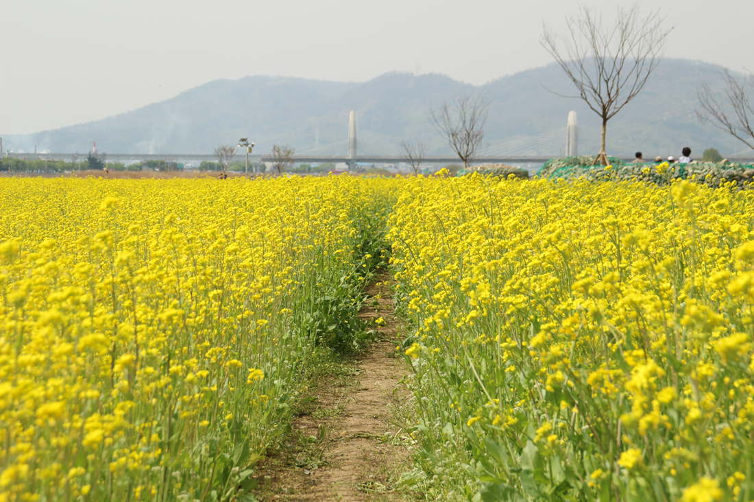 Spring Scenery of Yellow Canola Flower Fields in Hajungdo Island of