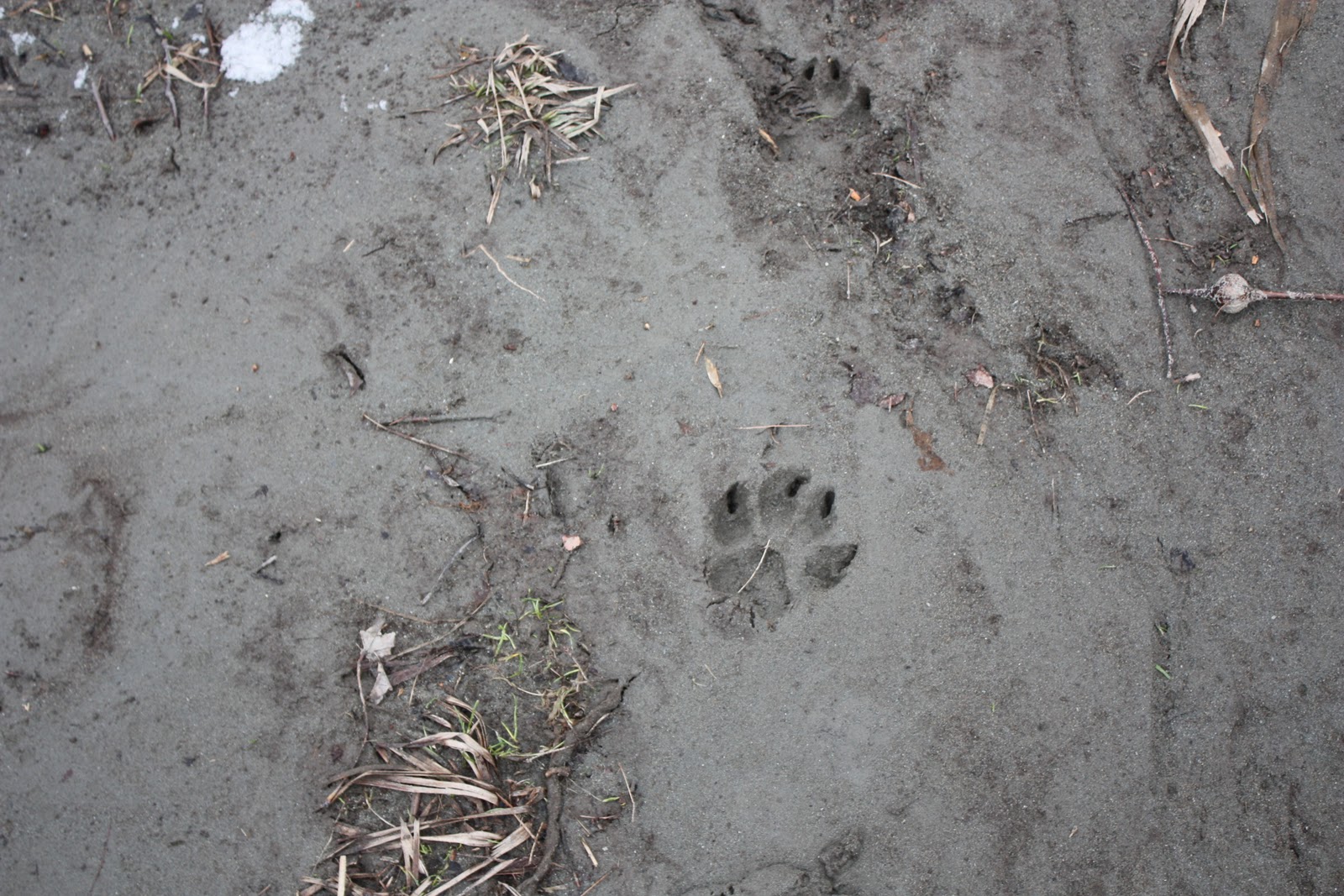 Tracking in Vermont Domestic Dog Tracks
