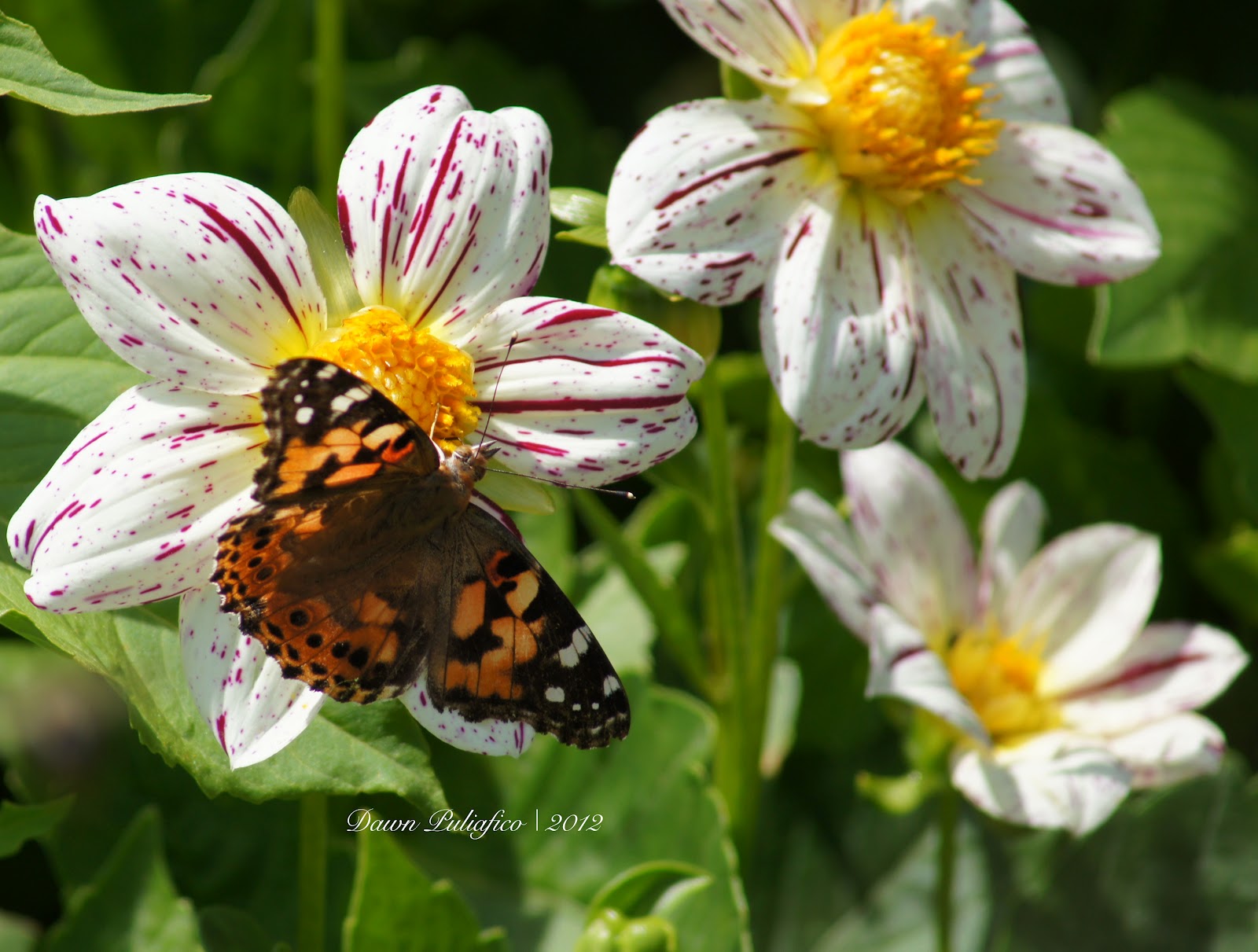 Things with Wings Massachusetts Butterflies