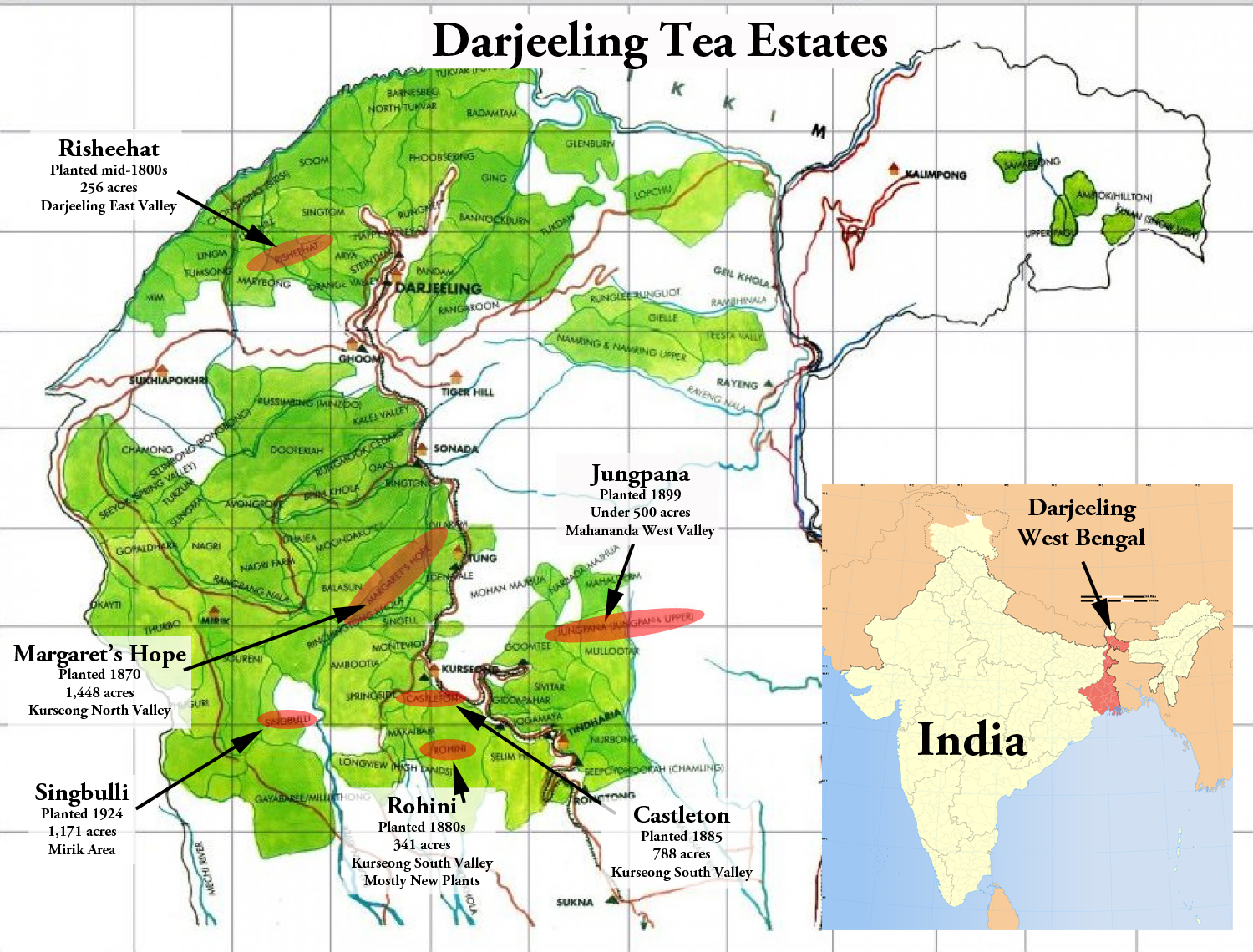 golden-tea-drunk-on-darjeeling-tasting-six-first-flush-darjeelings-from-2015