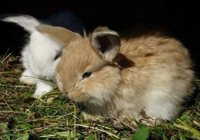 Tingkat Reproduksi Biologi Kelas 9 Web Rumah Pintar