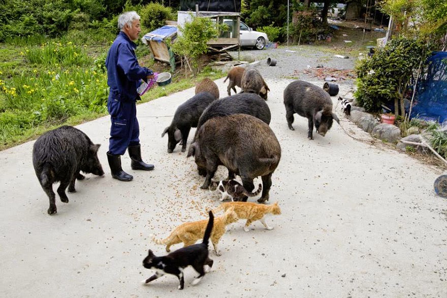 Egyedül él a fukusimai katasztrófa helyén, hogy gondozza az ott maradt állatokat