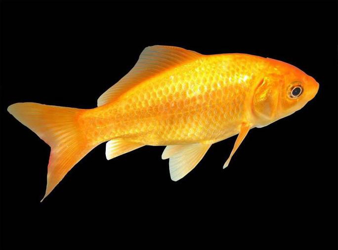 Goldfish