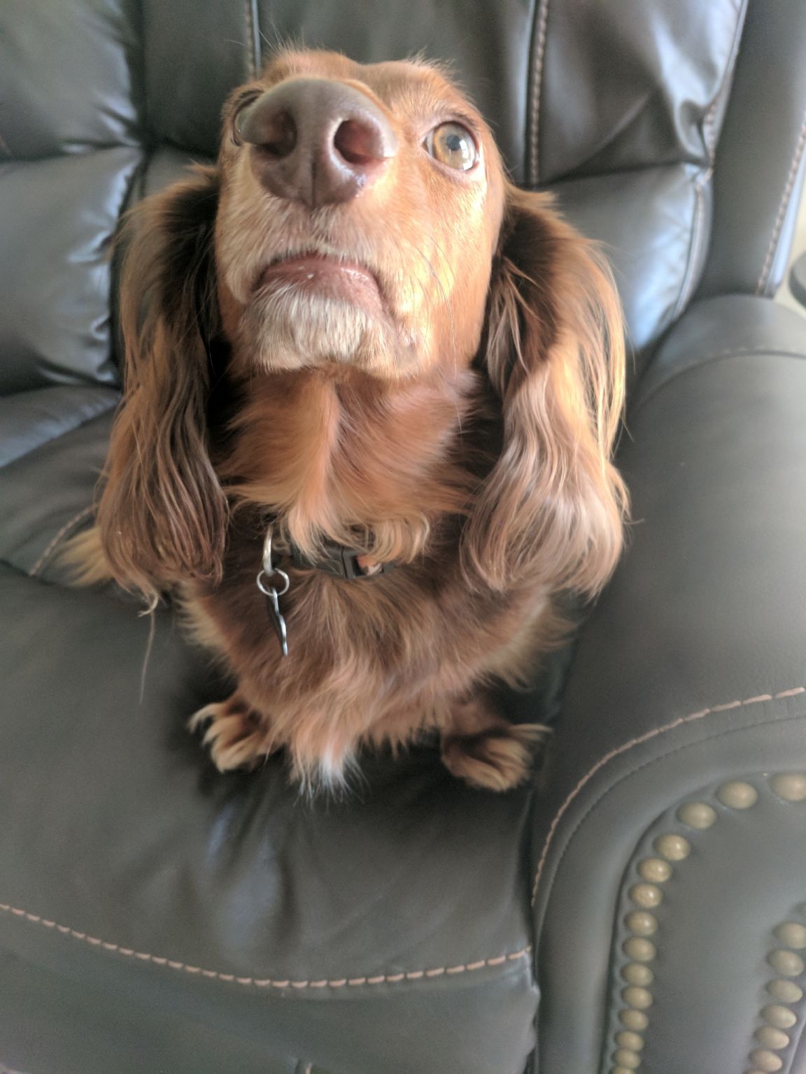 Service Review Pet Sitting The Food Hussy!