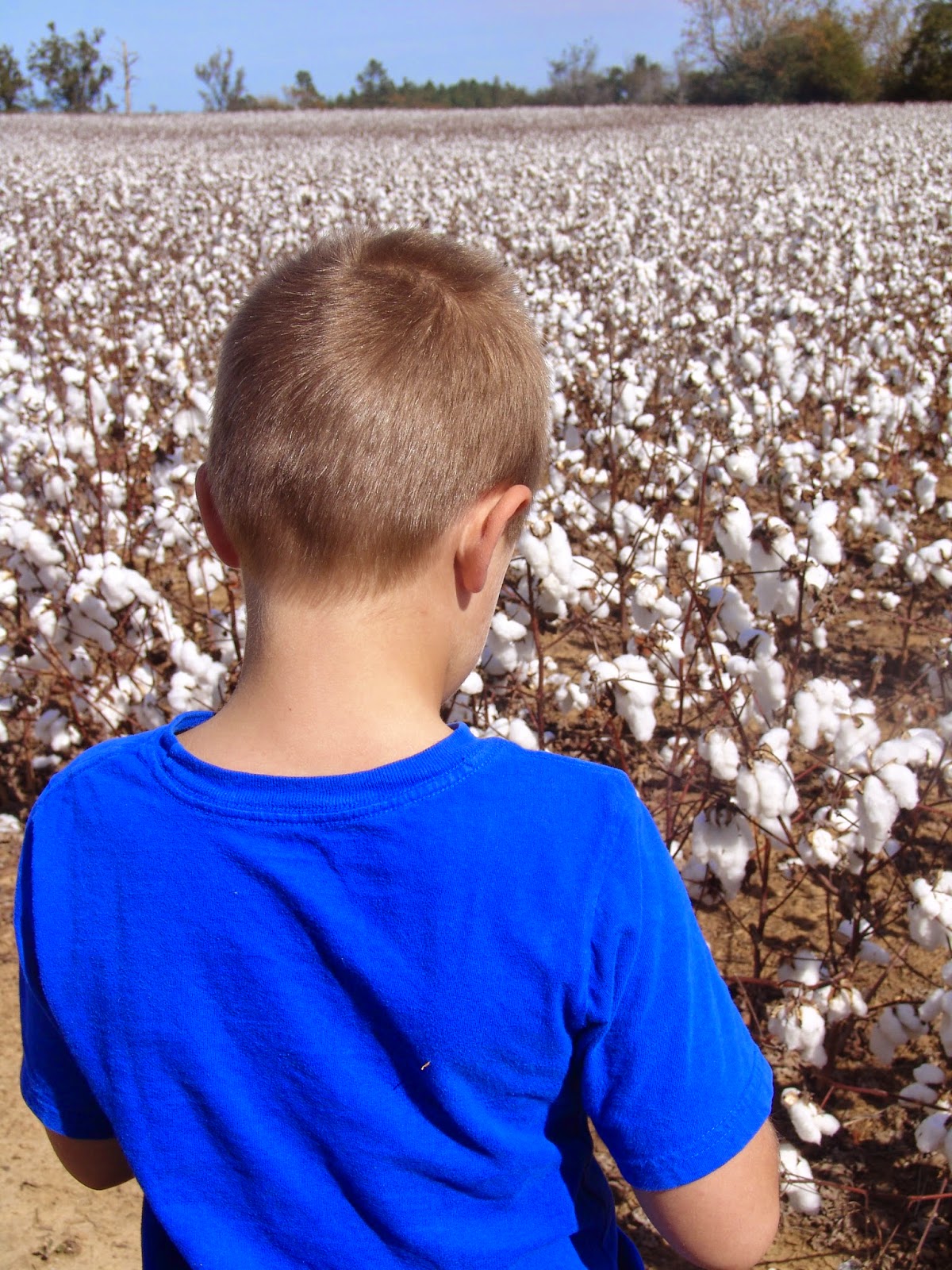 When Life Brings You To Cotton Fields