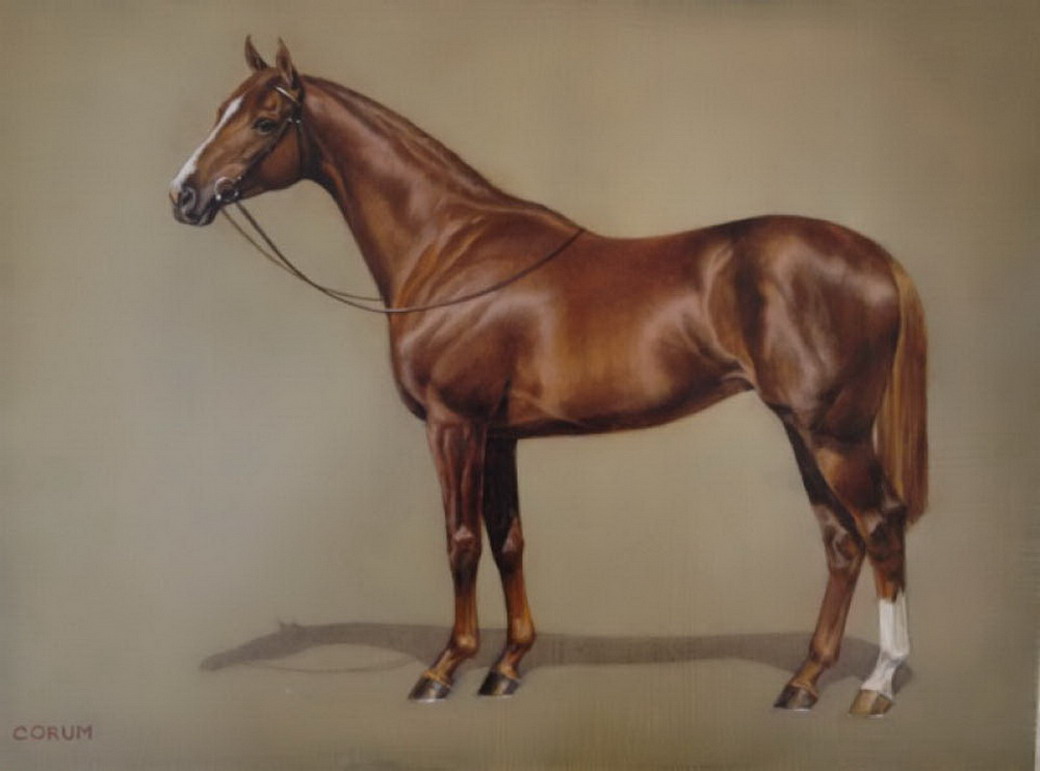 лошадь карандашом. изображенная лошадь. нарисовать лошадь. конь рисунок. изображенная лошадь.