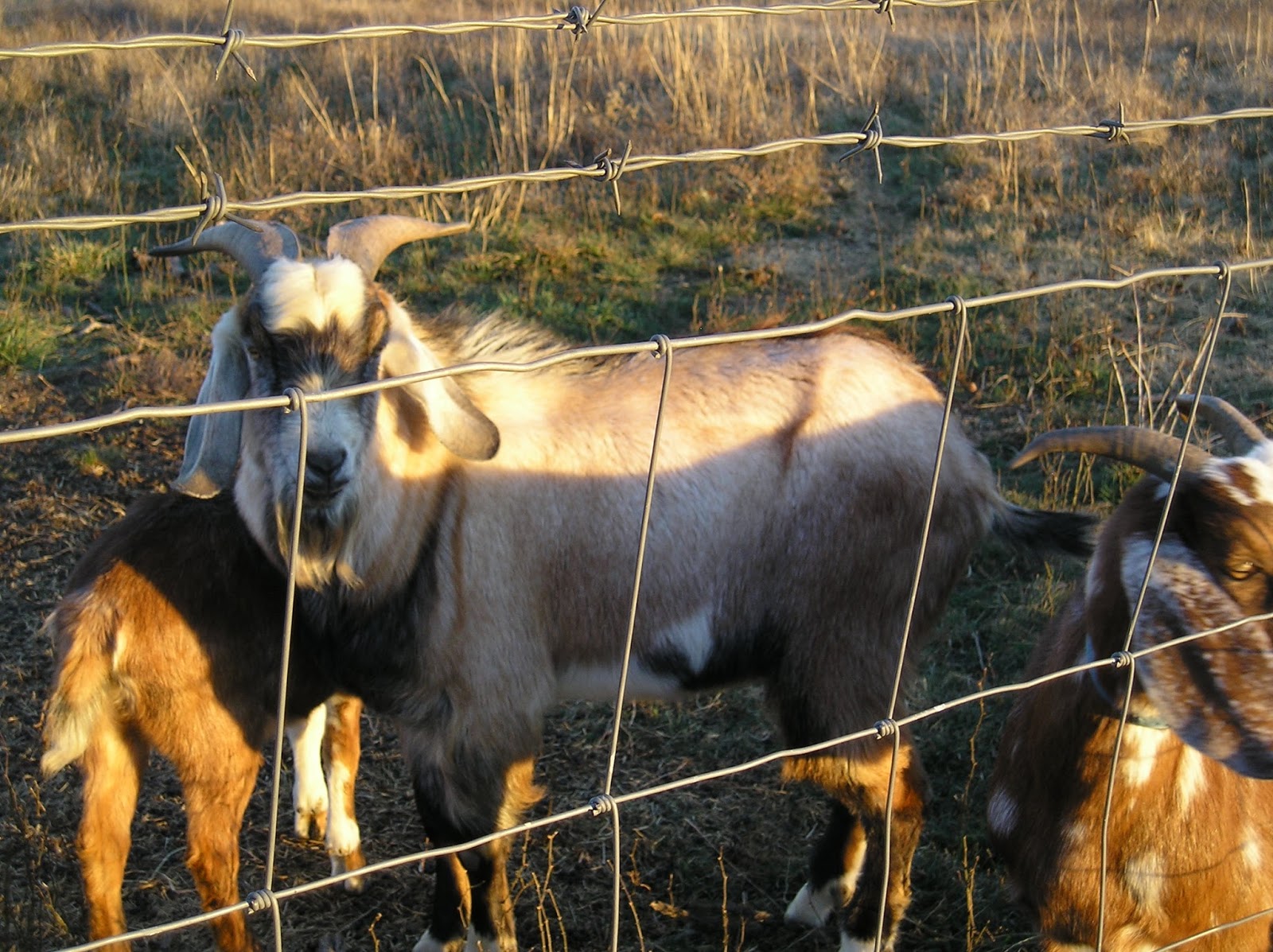 Thoughts from Frank and Fern Disbudding the Baby Goats