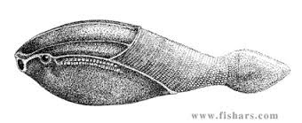 Arandaspis