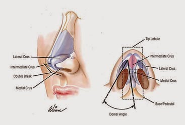 Que es tabique en el cuerpo humano